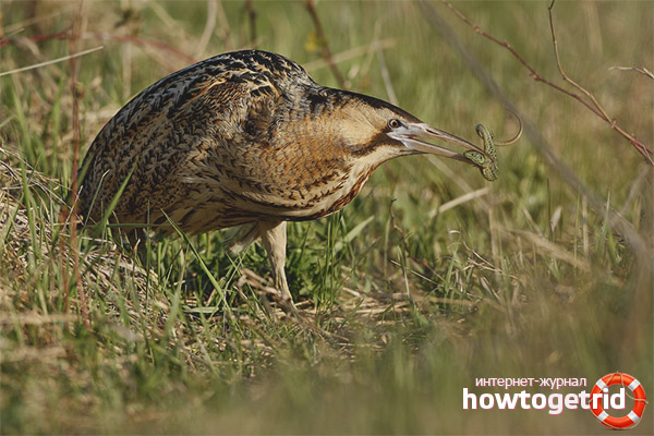 Big Bittern Nutrition Features