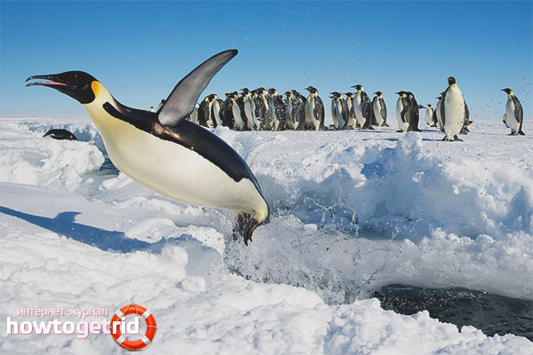 Characteristics of the behavior of emperor penguins