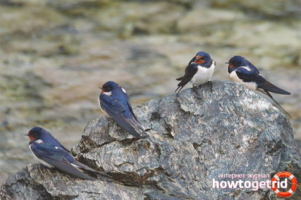 Features of breeding swallows
