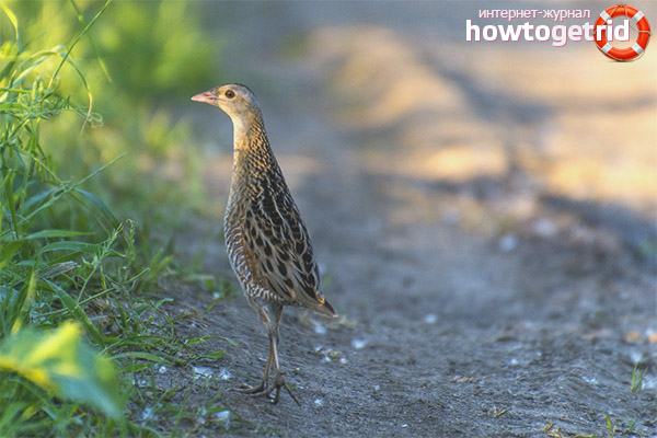Caractéristiques de reproduction du corostel