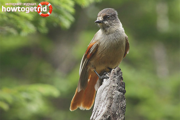 Features of breeding kuksha