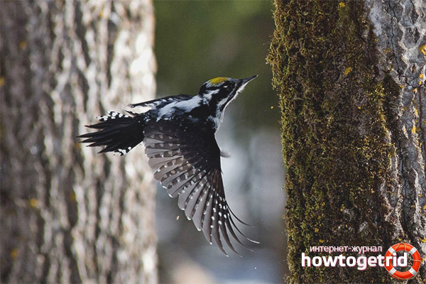 Features of the reproduction of a three-toed woodpecker