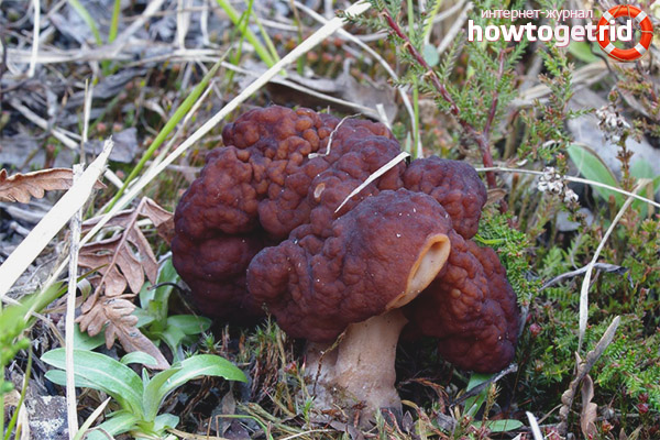 Features of use ordinary line