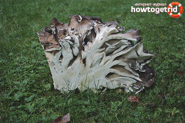 Features of the preparation of griffles curly