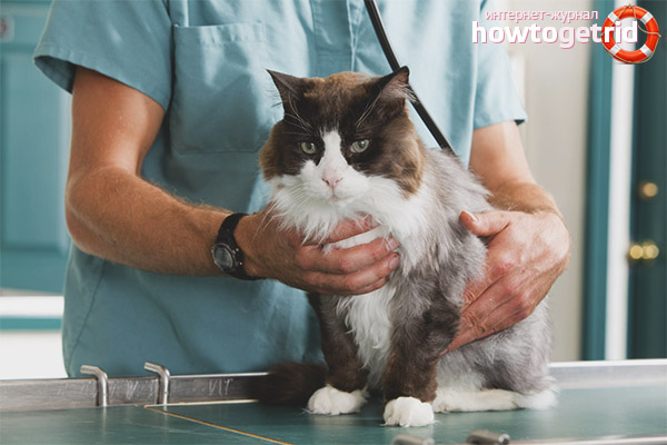 The difference between cat sterilization and castration