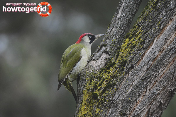 The breeding season of green woodpeckers