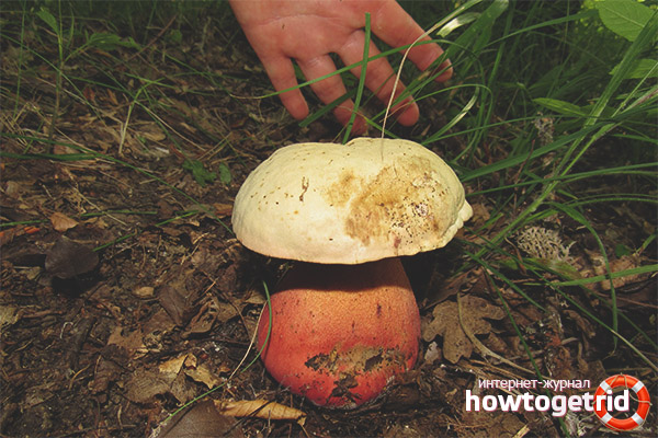 The first signs of satanic mushroom poisoning