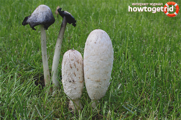 Nutritional characteristics of white dung beetle