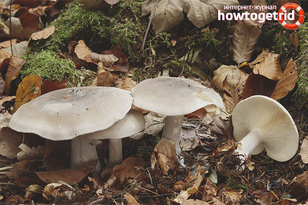 Nutritional properties of smoky govorushki