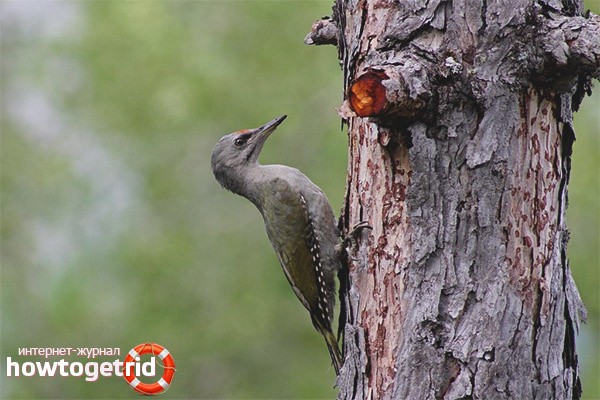 Gray woodpecker feeding