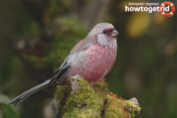 Subspecies of hurragus