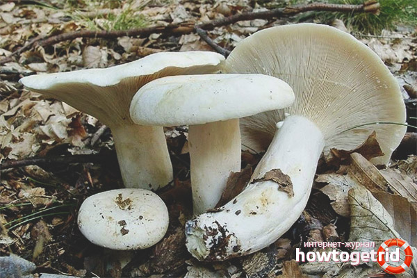 Similar varieties of peppercorns