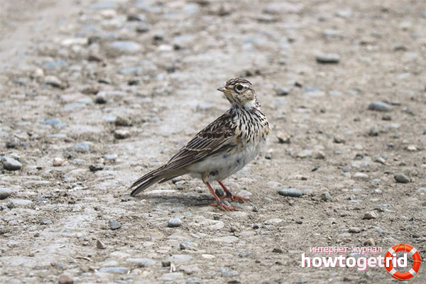Field Lark