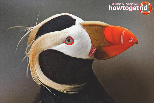 Sex differences hatchet