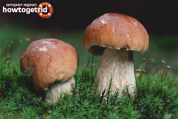 The benefits of porcini mushrooms