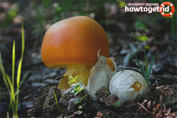 Benefits of Caesar Mushroom