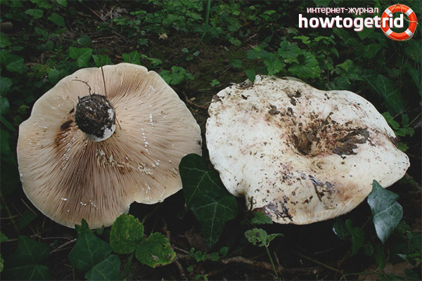 Benefits of a load of aspen