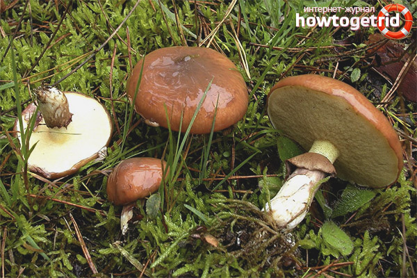 The benefits of a nipple