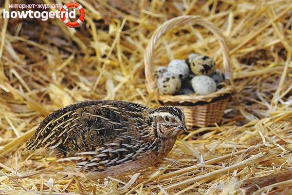 Die Vorteile von Wachteleiern