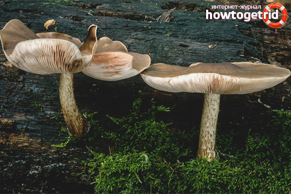 The benefits of plutein deer