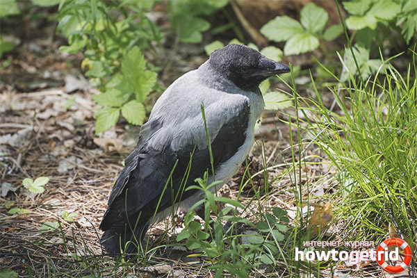 The habits of the gray crow