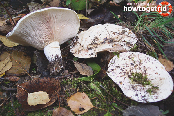 Cooking violin mushroom