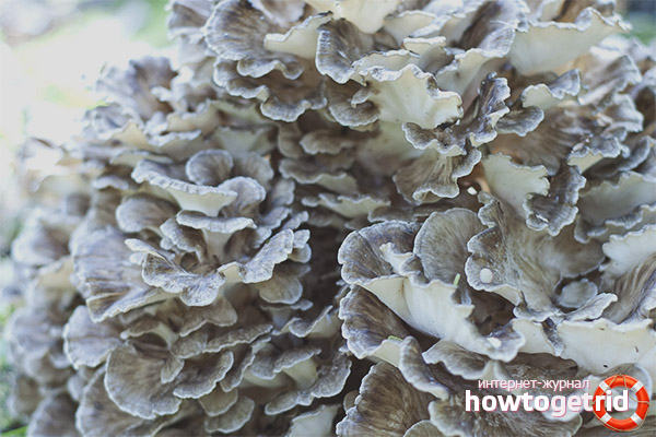 The use of curly grifola in medicine