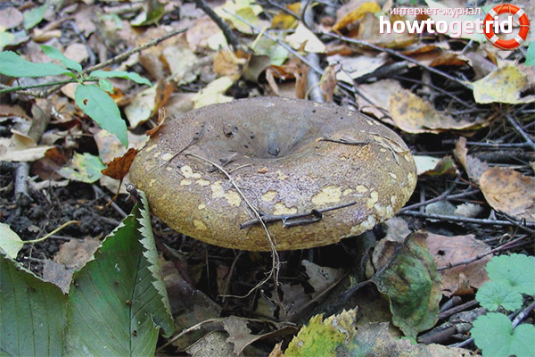 The growth and collection of black loaves