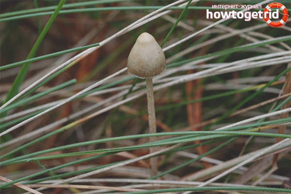 The growth of psilocybe is semi-lanceolate