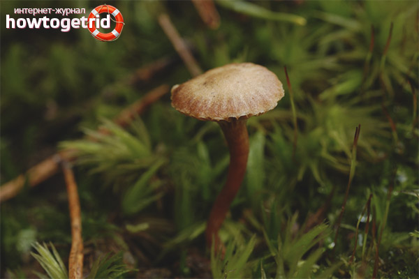 Psilocybe montana