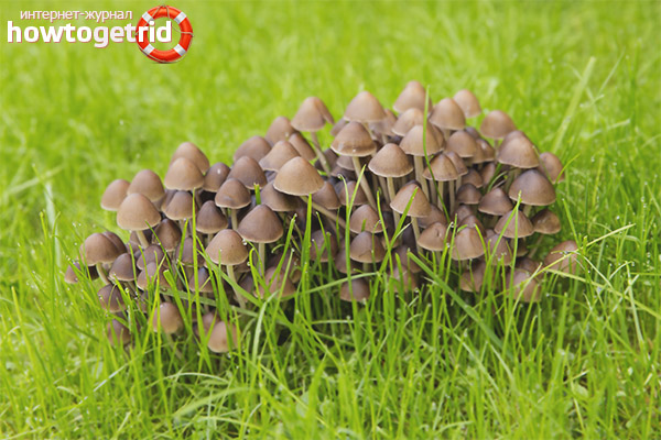 Psilocybe is semi-lanceolate