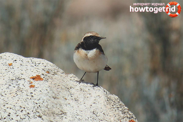Distribution of the flare heater