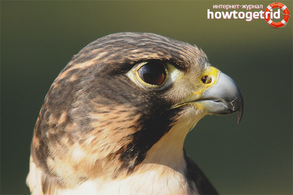 Peregrine Falcon Distribution