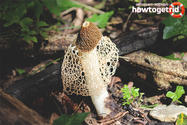 Double mesh spreader spread