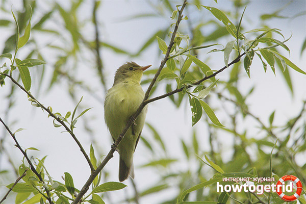 The spread of green reshuffle