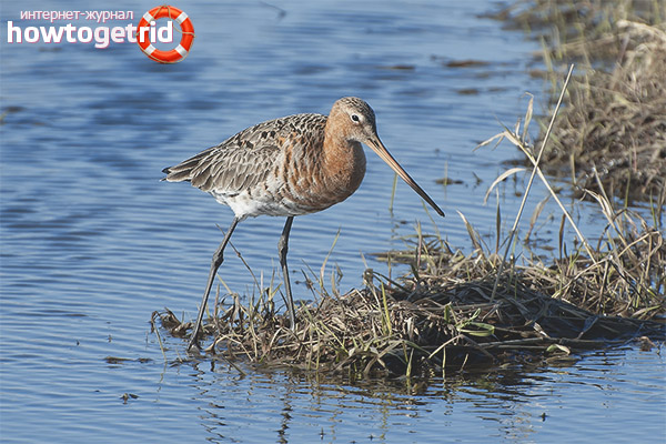 Reproduction of a large godwit