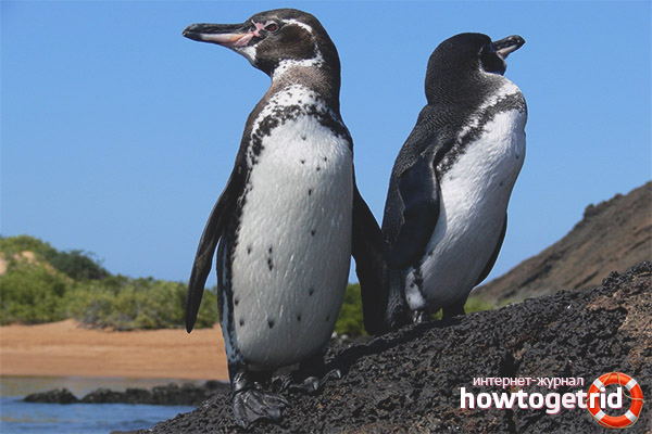 Breeding Galapagos Penguins