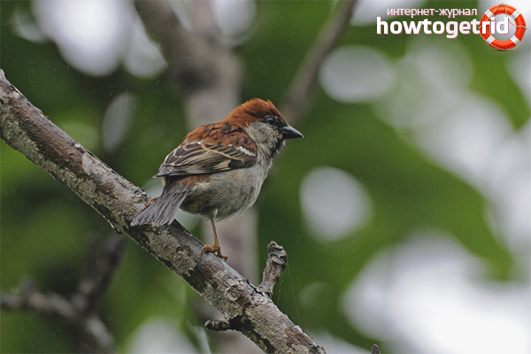 Breeding and nesting of red sparrows
