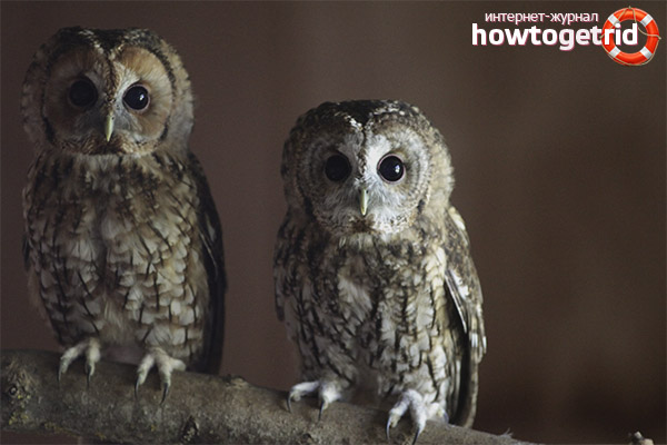 Breeding and nesting of the gray owl