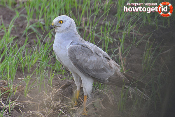 Breeding and longevity of the steppe moon