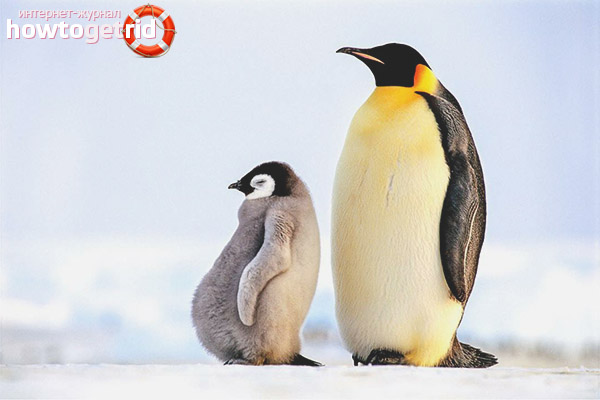 Emperor Penguin Breeding
