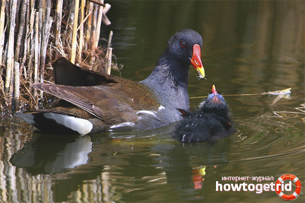 Propagation of Moorhen