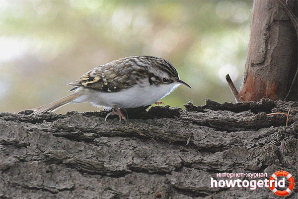 Reproduction of an ordinary pika