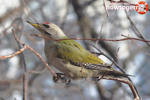 Gray woodpecker breeding