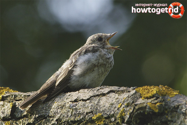 Breeding gray flytrap