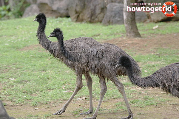Emu Ostrich Breeding