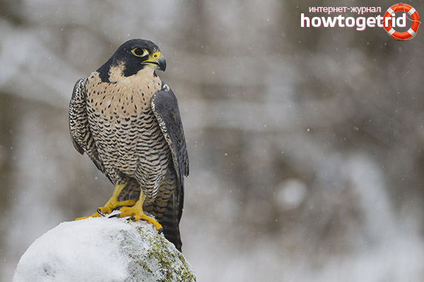 Peregrine falcon