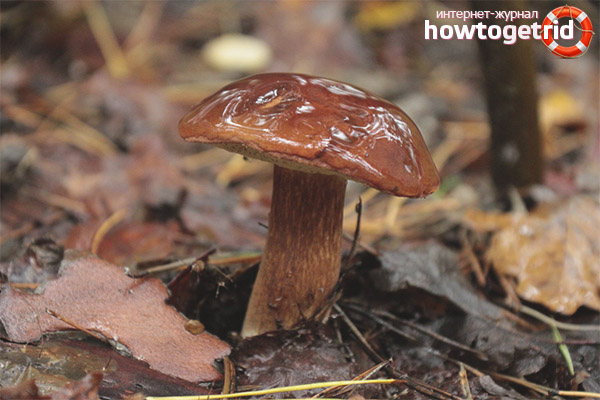 Edibility of Polish Mushroom