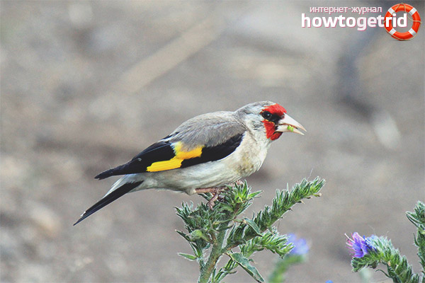 Gray-headed Goldfinch