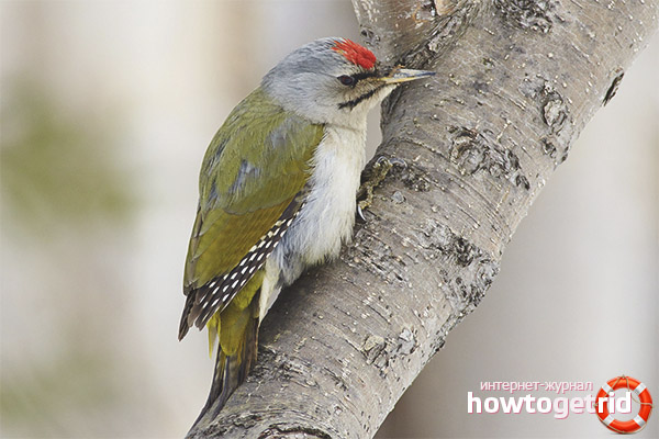 Gray-headed woodpecker